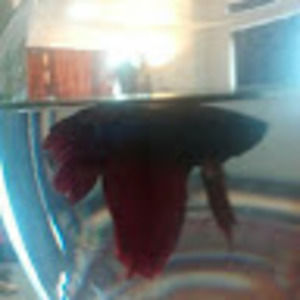 Meet your Posher, Tinnie